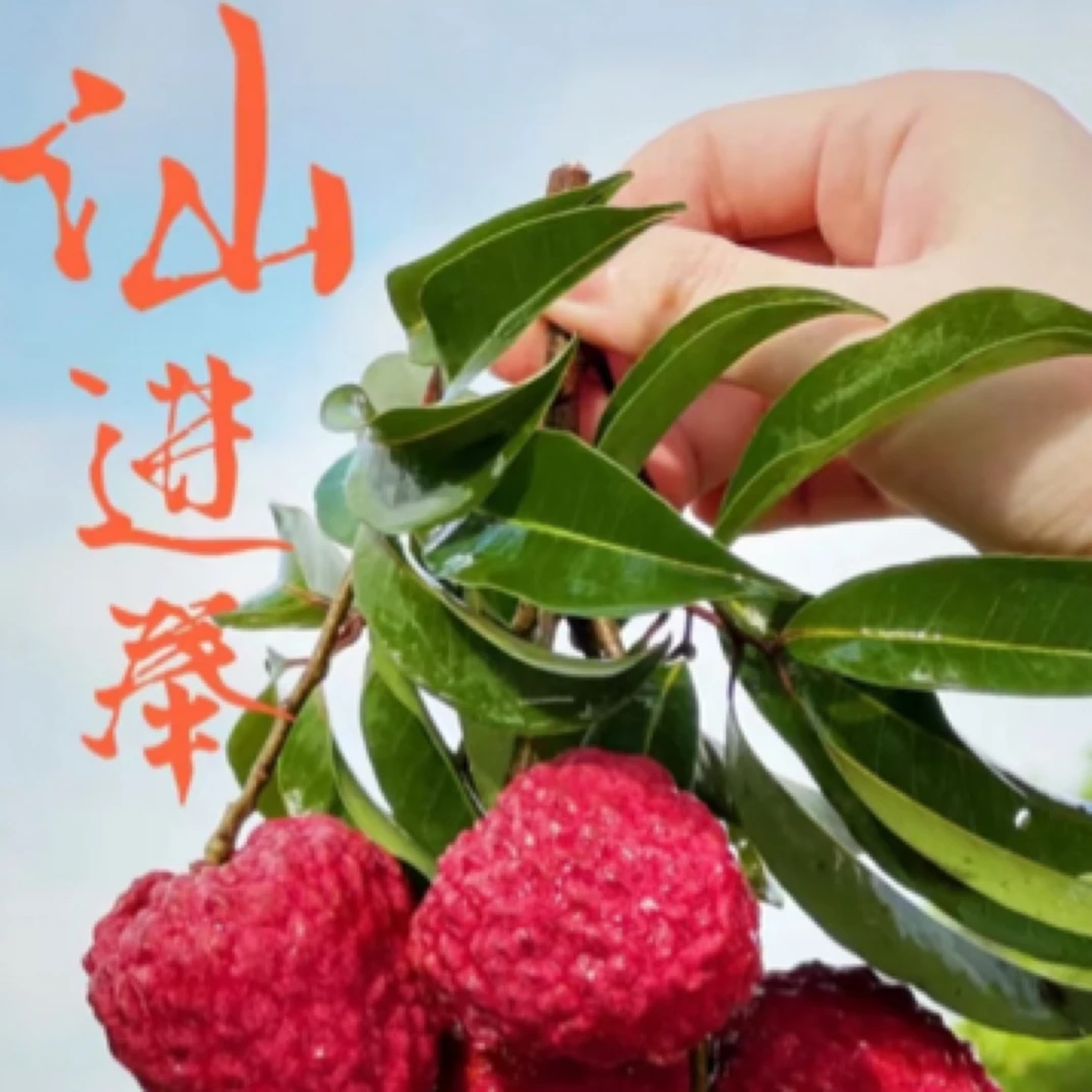 仙进奉荔枝(净重1.8斤左右)新鲜