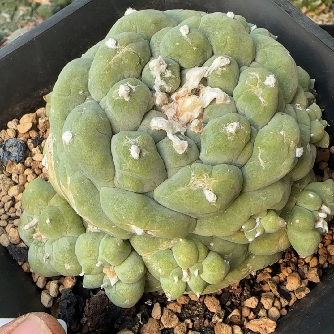 【闪购商品】萝卜根古田761