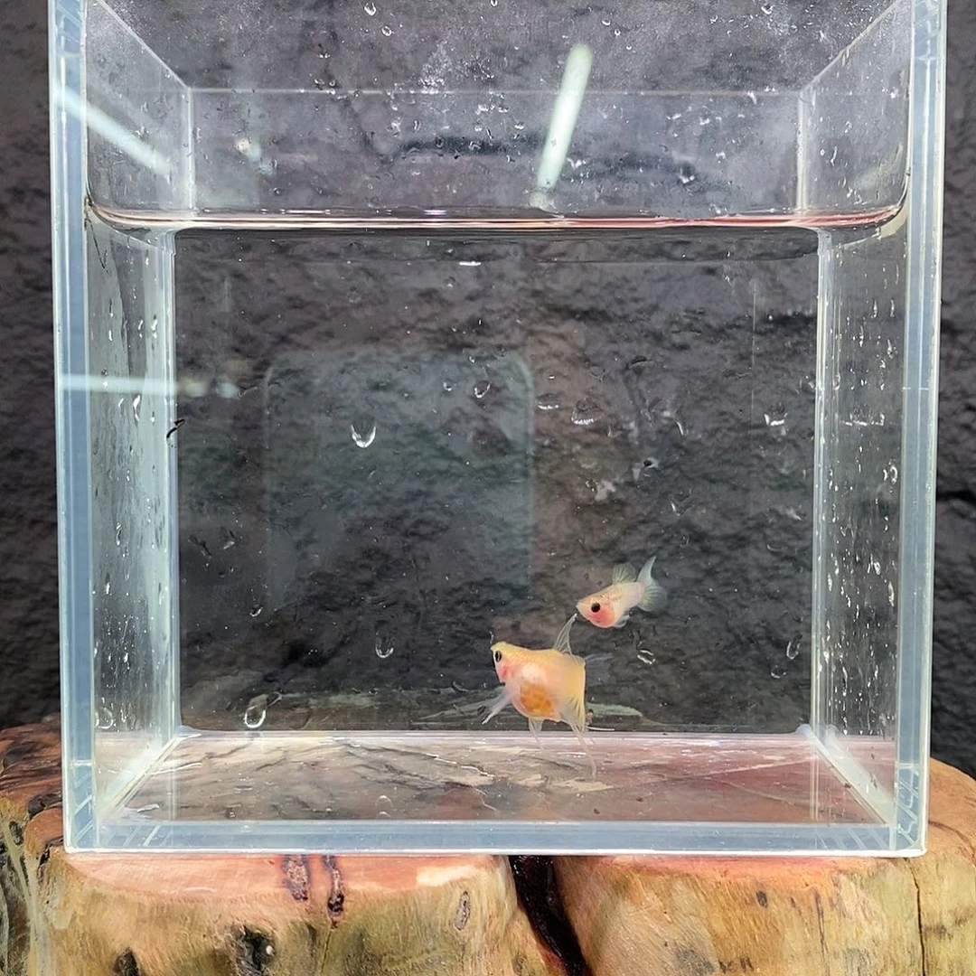 孔雀鱼幻彩球C22222子代