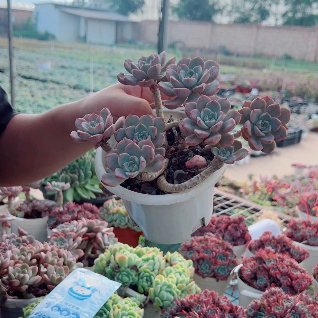 红粉佳人整装整群