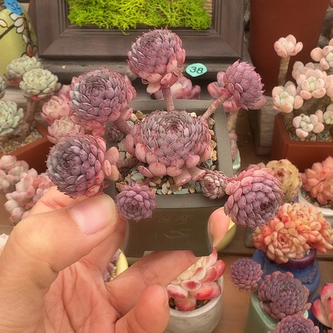 小红衣 多肉含盆土 一物一拍