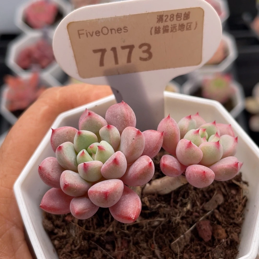 雪桃7173-5.5厘米