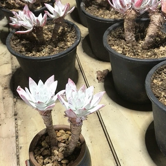 韩货刘丹仙女棒杯