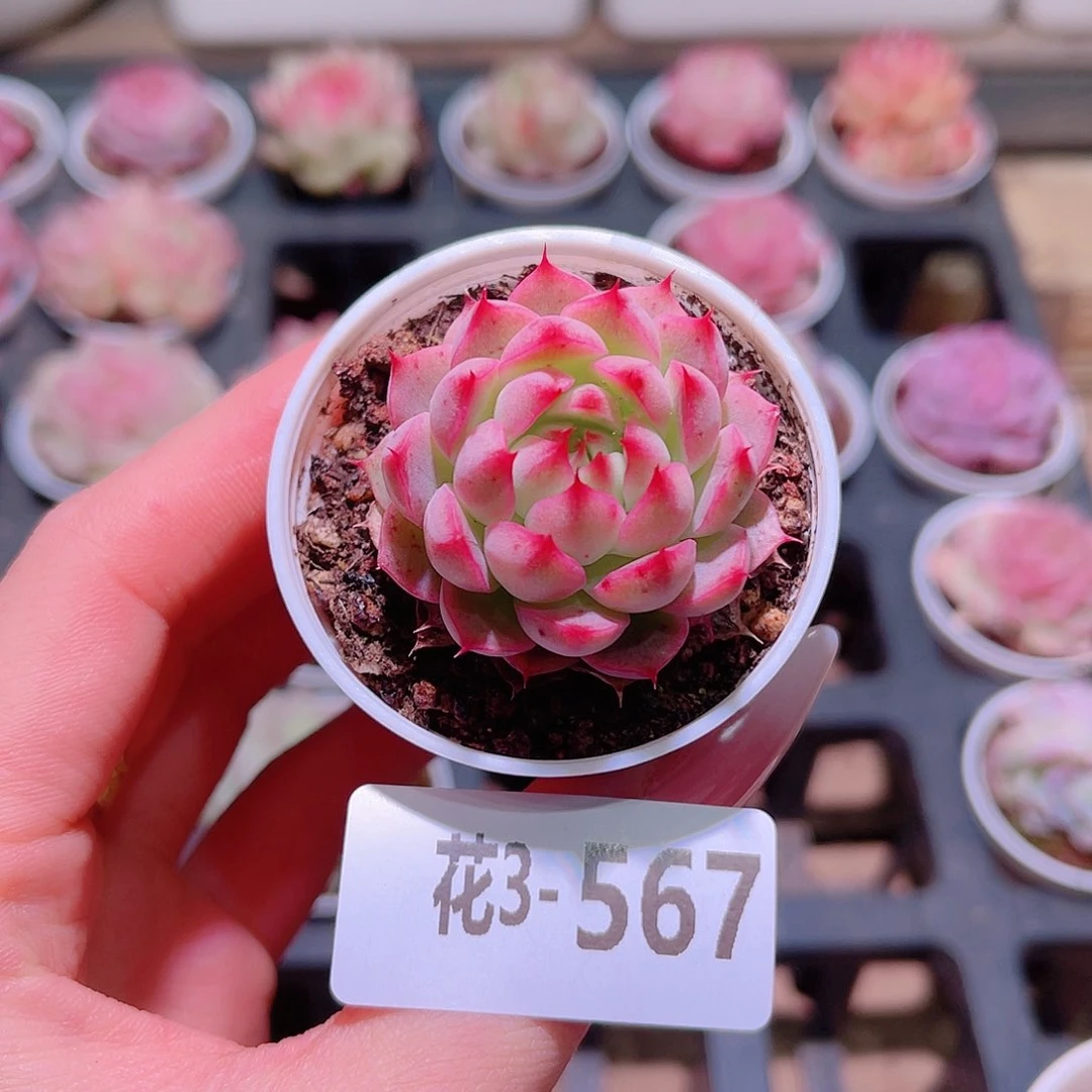 花利美3-567海王