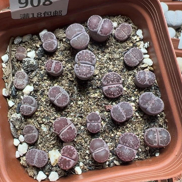 【闪购商品】 908。