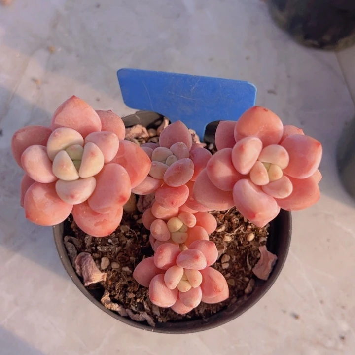 健健康康平平安安