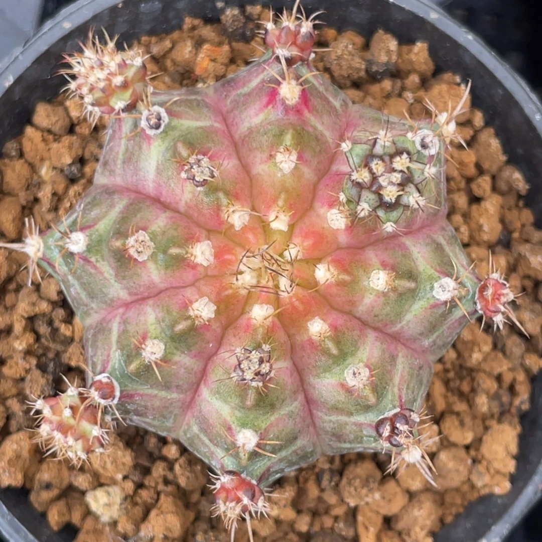 当前无花朵，栽培后可花朵橘粉轮回