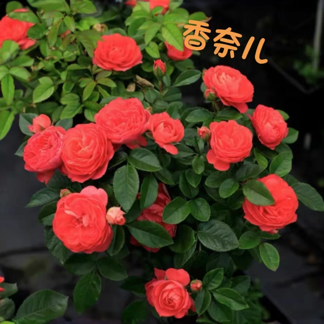 香奈儿棒棒糖月季