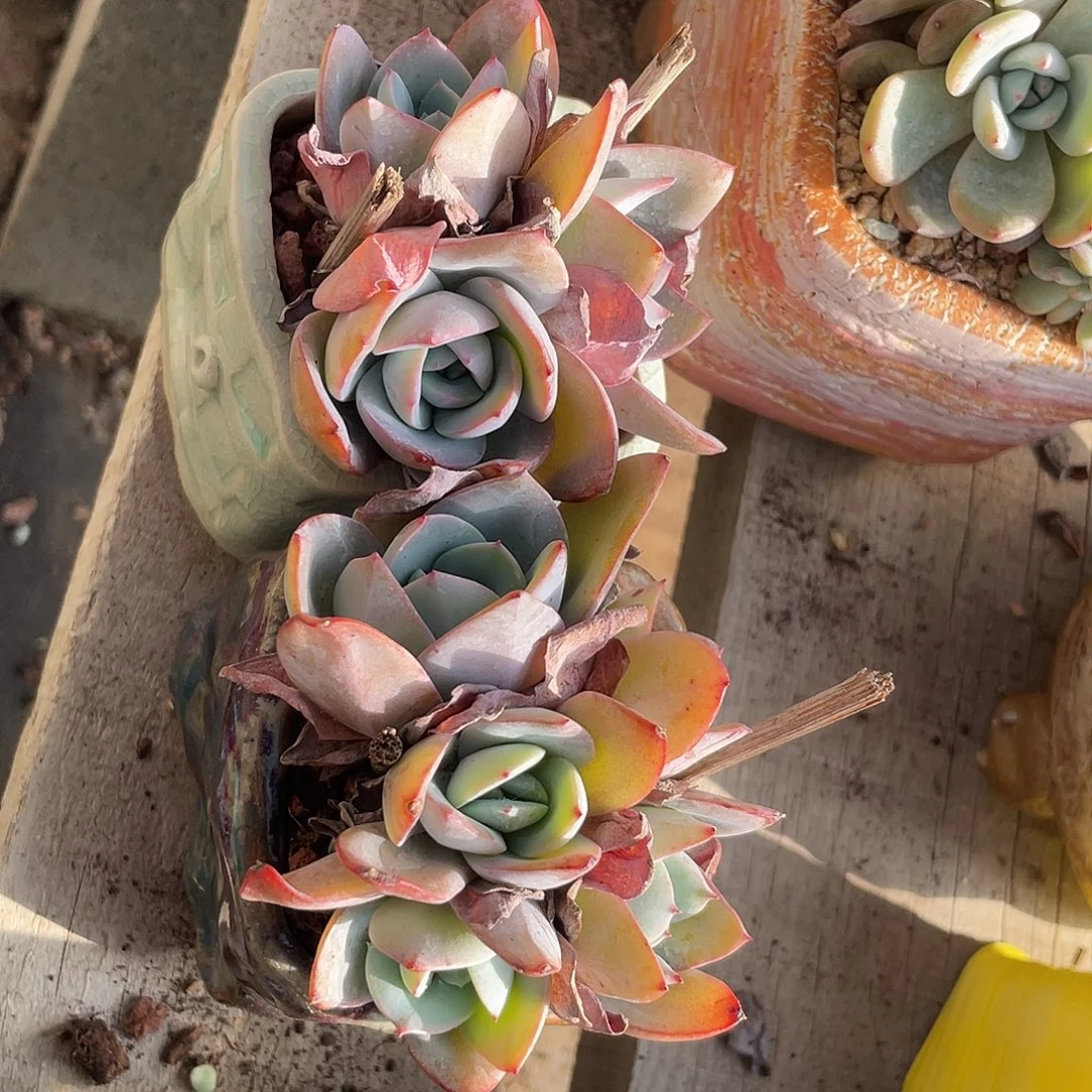 布鲁兰两盆老桩群生