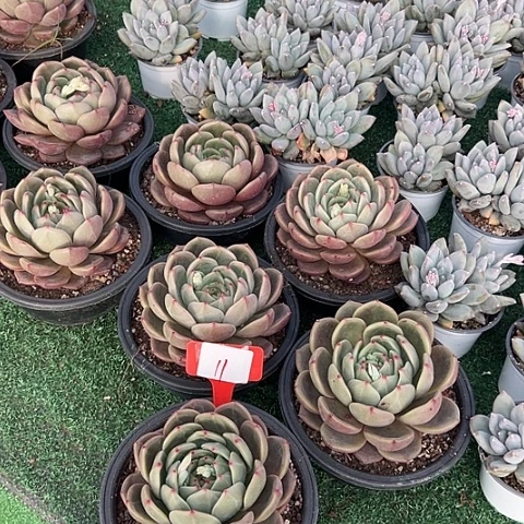 11橙一个脱土多肉脱土