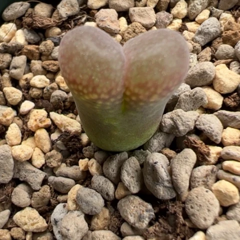 67 好看的肉肉冲冲冲冲冲