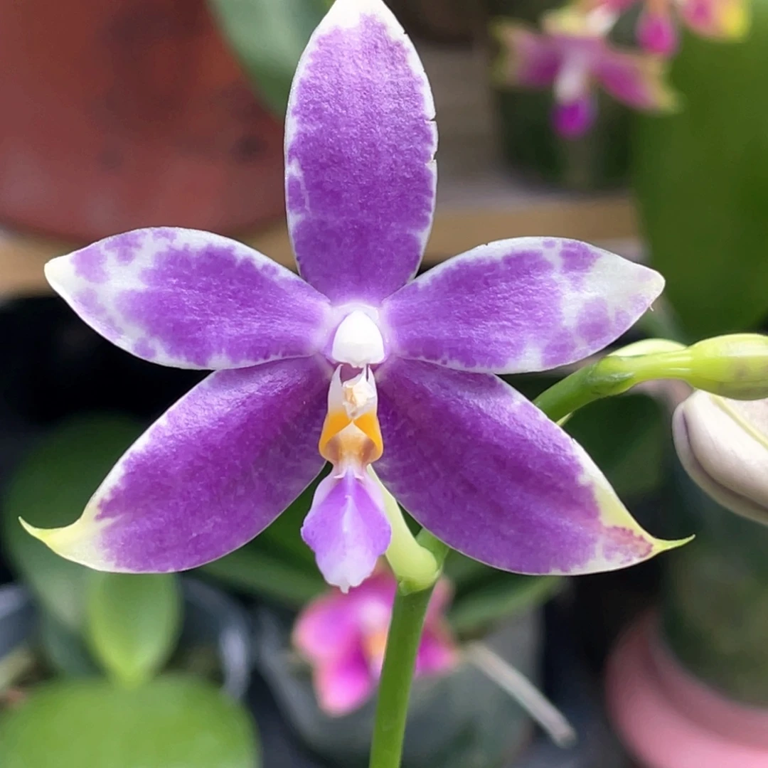 大部分开放少量花苞