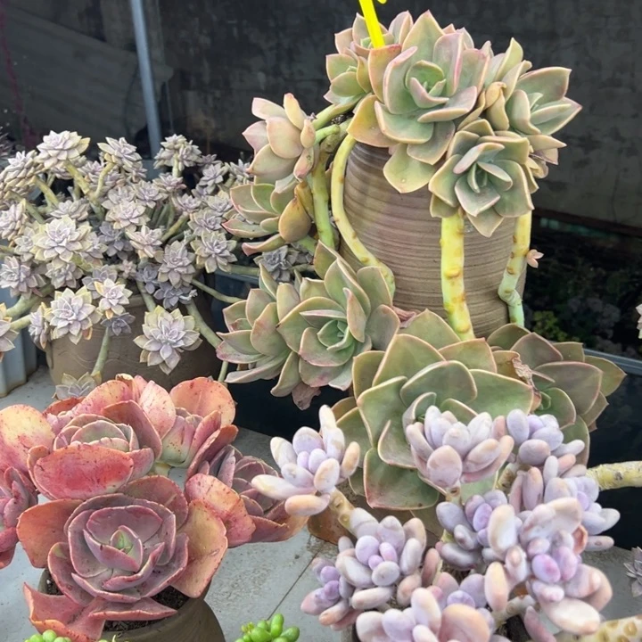 豆*，鹤氏多肉植物066