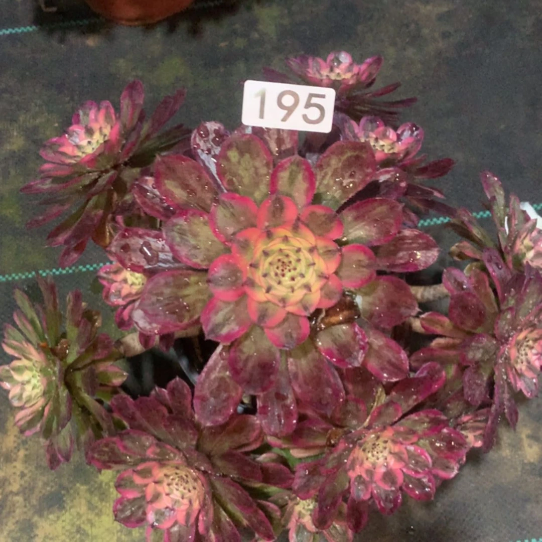 【闪购商品】195红覆伦优选