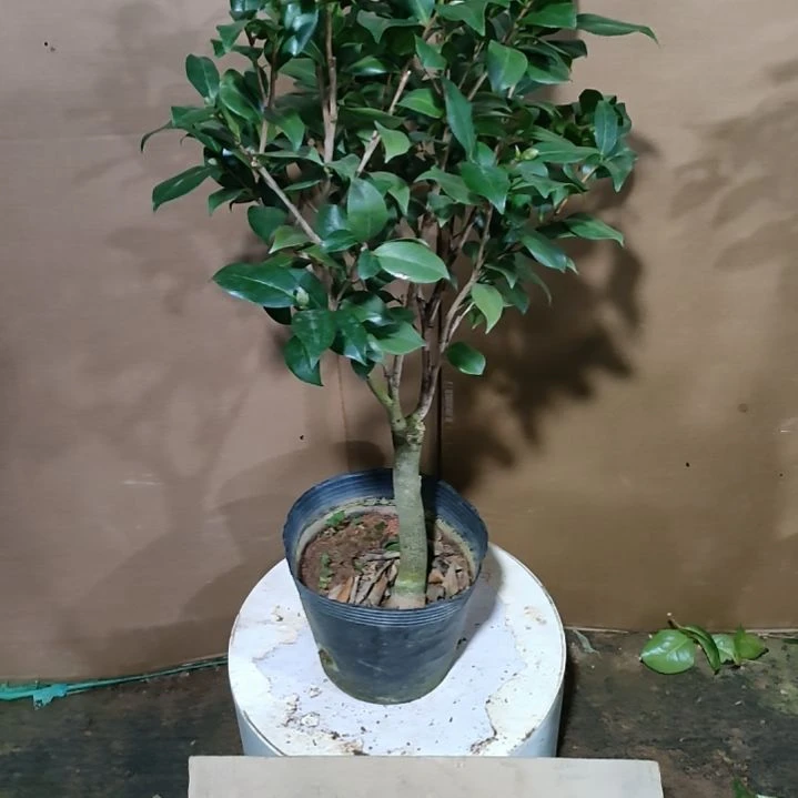 241不知名，原盆原土发货，不包邮