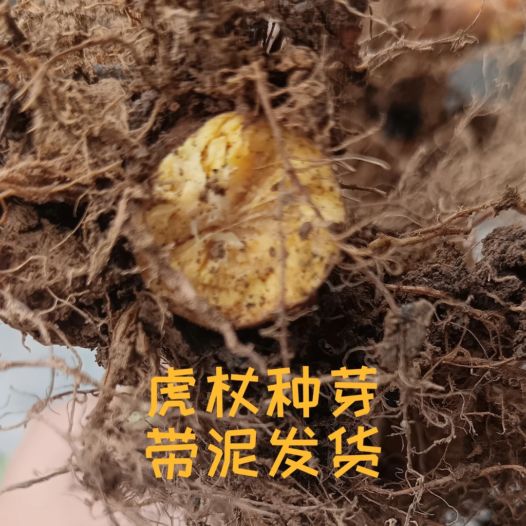 虎杖苔种芽当年出苔酸汤杆种芽药材苗虎杖芽头新鲜现挖带泥包邮
