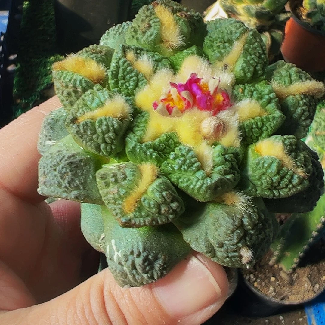 无花朵福利小尤老龟甲牡丹627