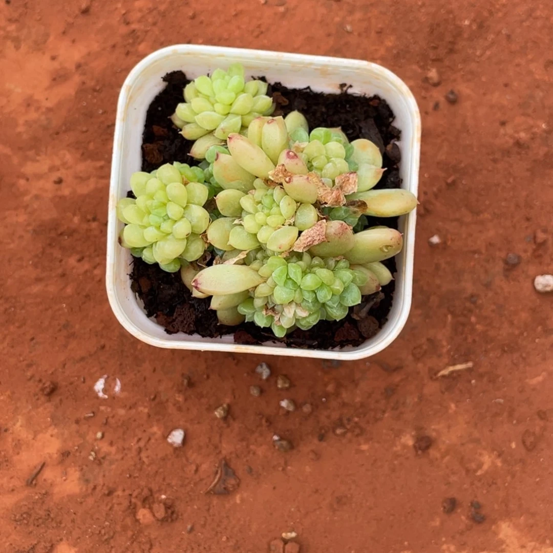 不***觉宝石麦秆宝贝专拍