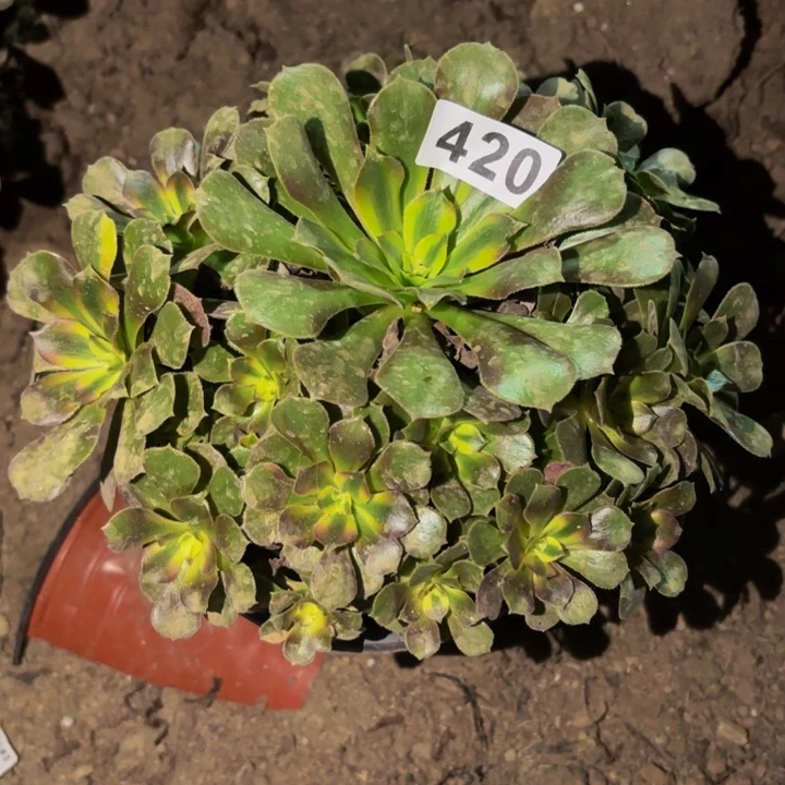 420香妃多肉植物不售后