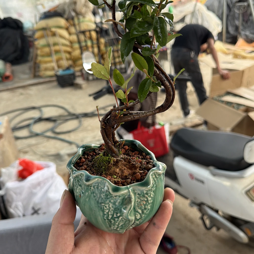 陶瓷盆海岛春花小老桩/土干了再浇水/耐寒/室内种植/室外也可以/
