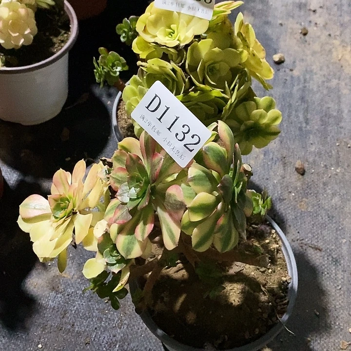 1132、1133雨荷多肉母本2颗无售后