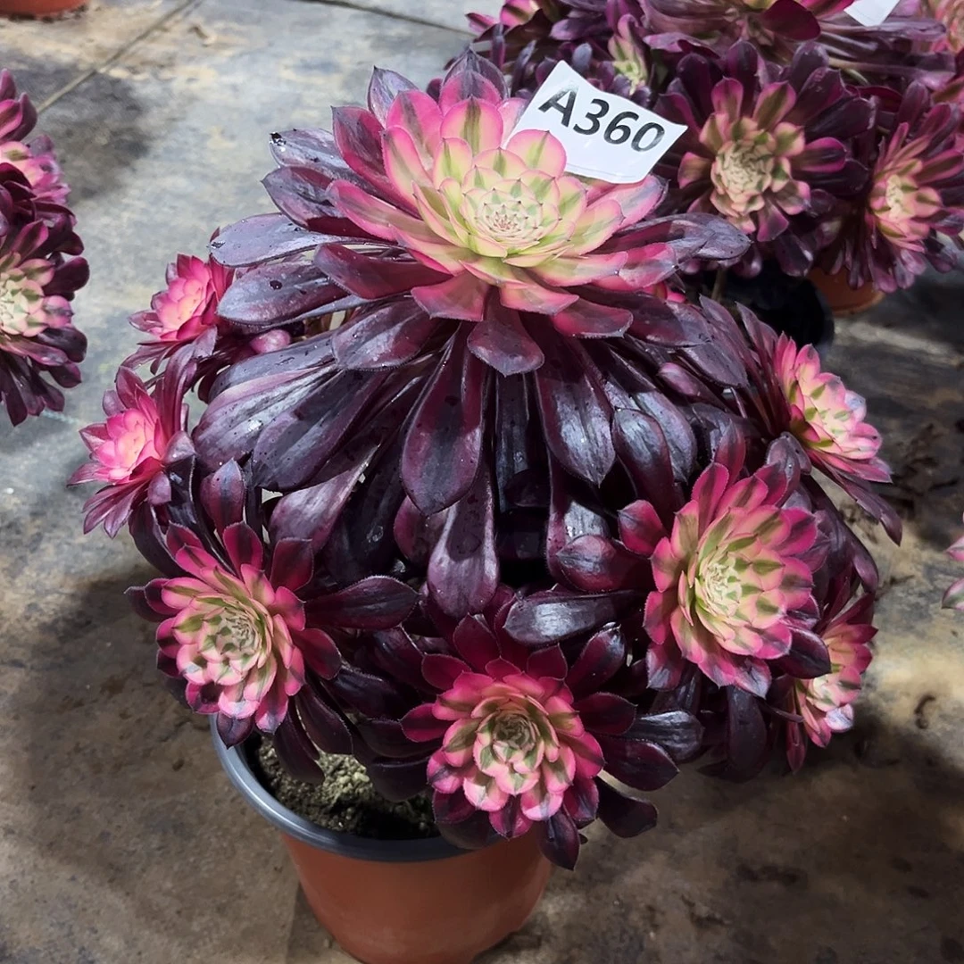 多肉植物黑铜白360多肉