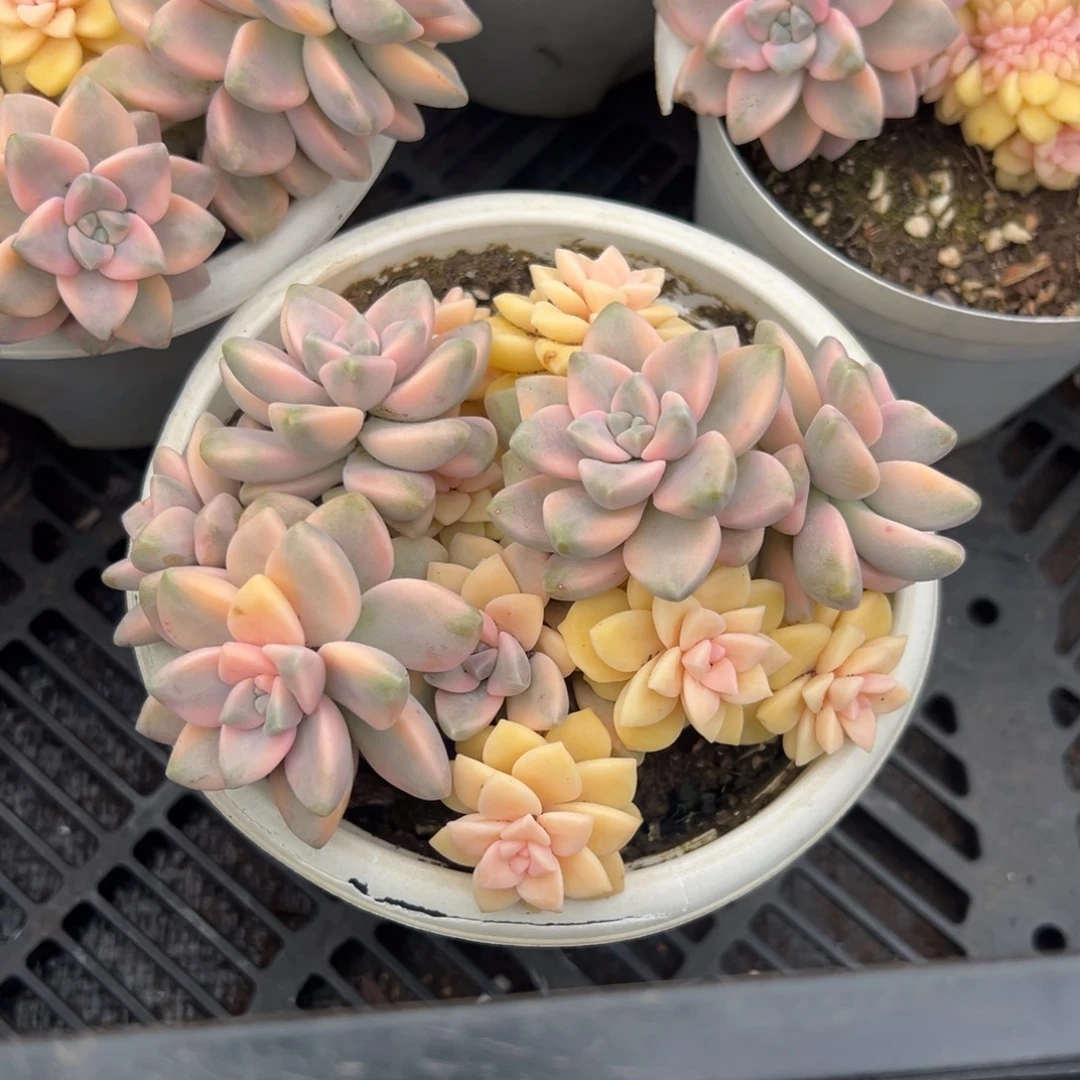 多肉植物多头美杏锦