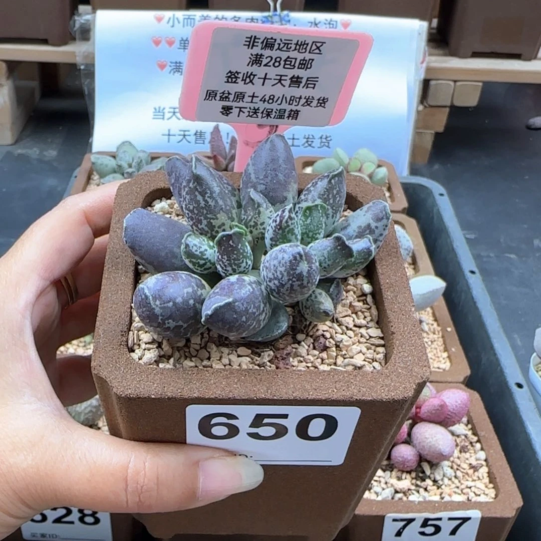 布**寳650二代紫海报多肉植物