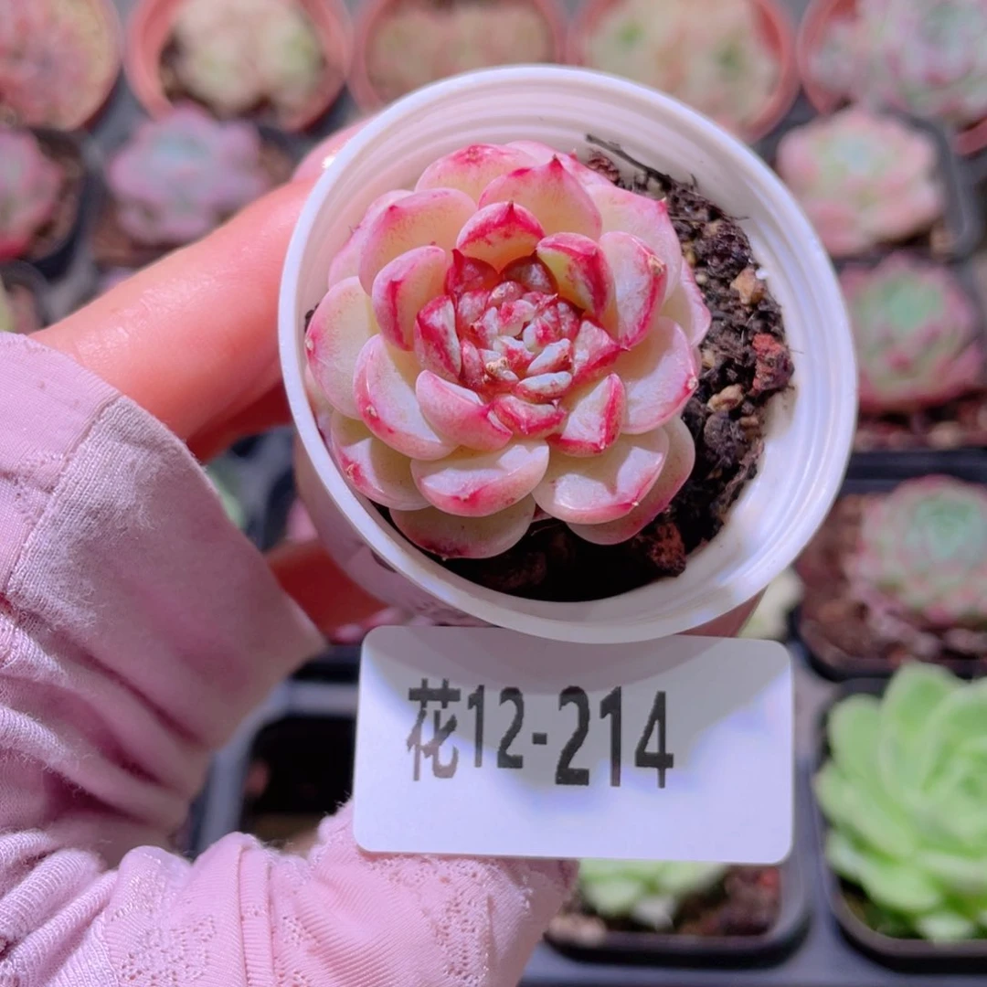 花利美12-214天鹅绒