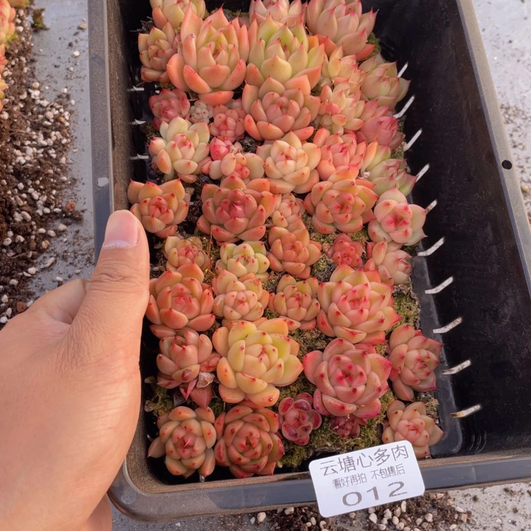 云糖心多肉植物12