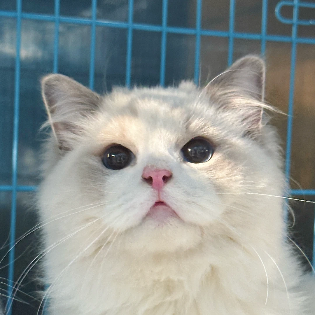 来了姊妹-蓝双布偶猫-弟弟-46
