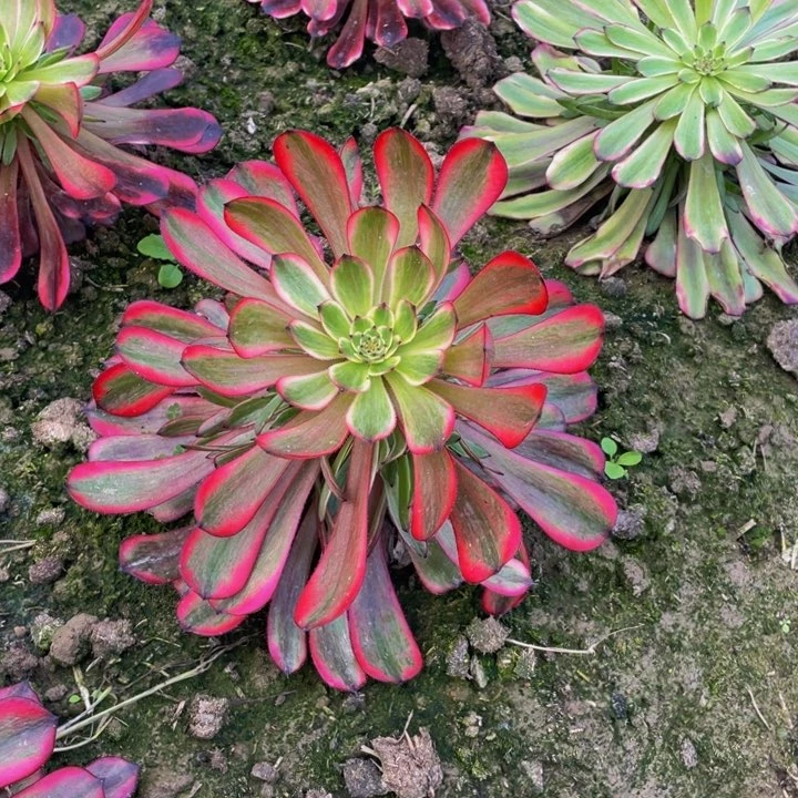 十里红妆多肉植物地栽