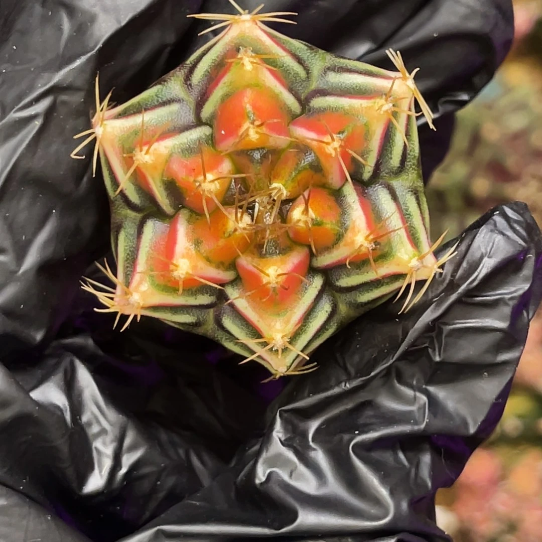 朋克血橙 一物一拍