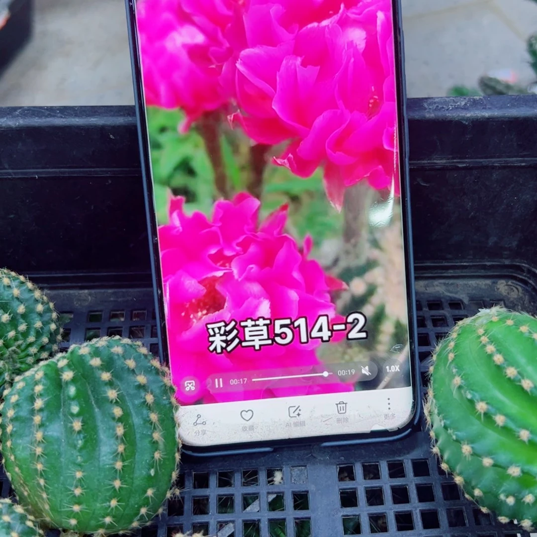 下50彩草嫣然歪无根侧芽4公分左右20包邮