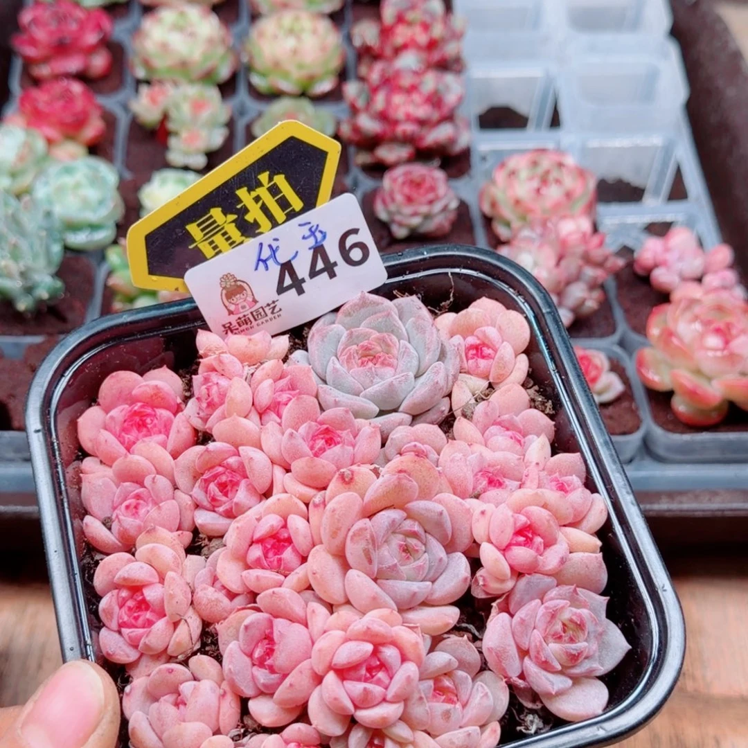 多肉植物多肉植物