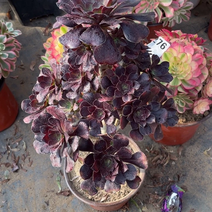 多肉红酒杯玫瑰法师244