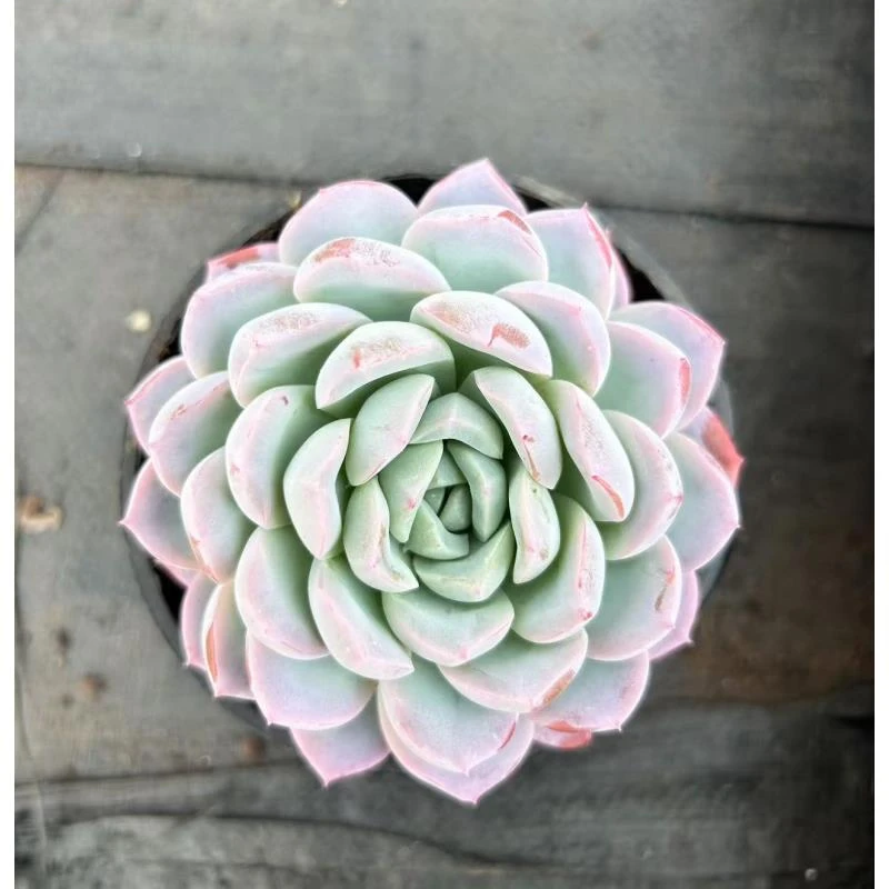 10#白冰多肉植物    前男友精品多肉SM0282