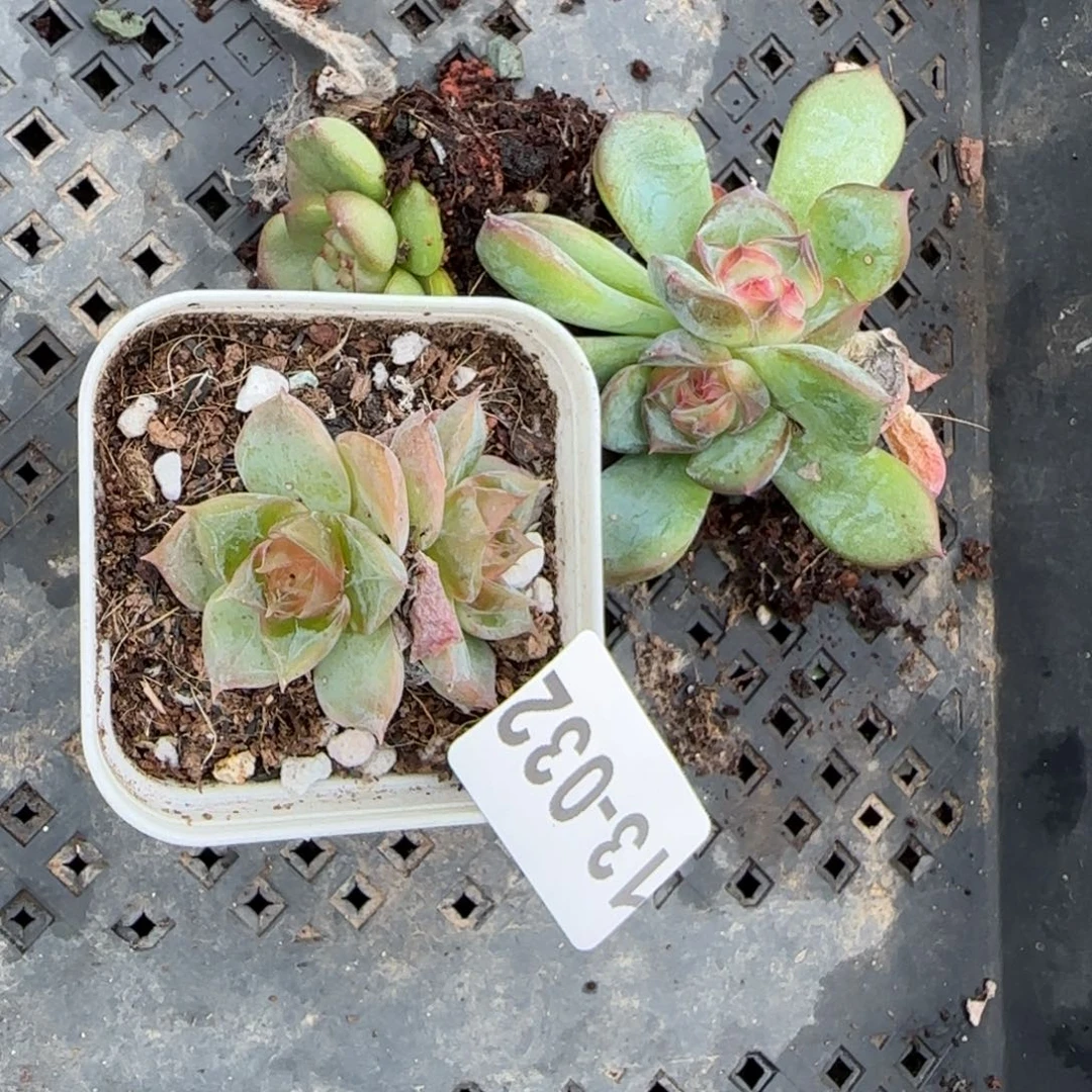 小卡拉米糖心一物一拍