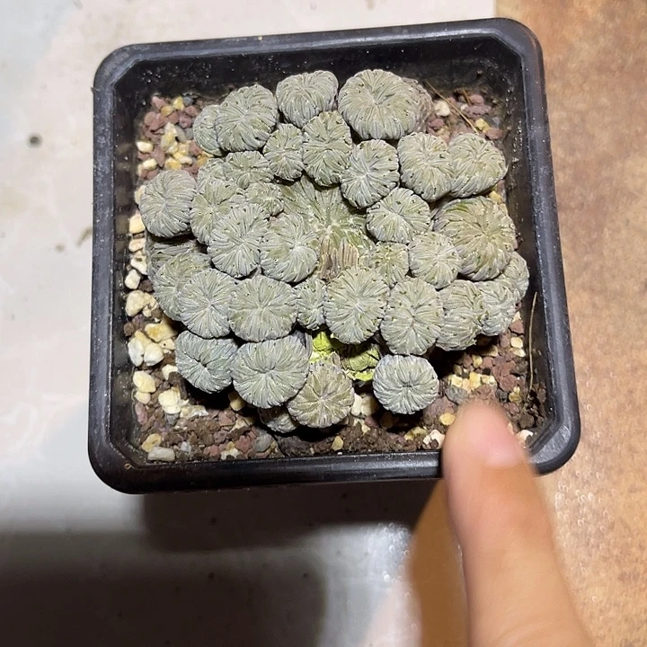 无花朵精巧丸仙人球