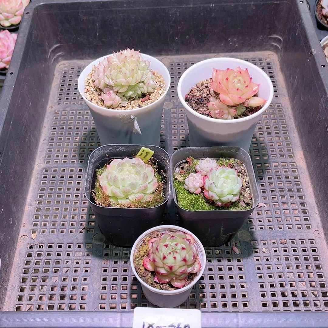 花利美18-360框拍5颗