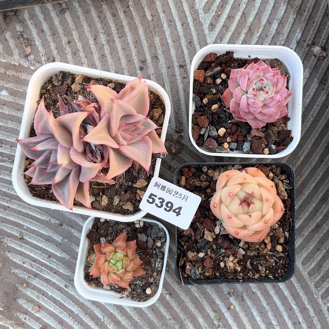 阿雅园艺。      5394