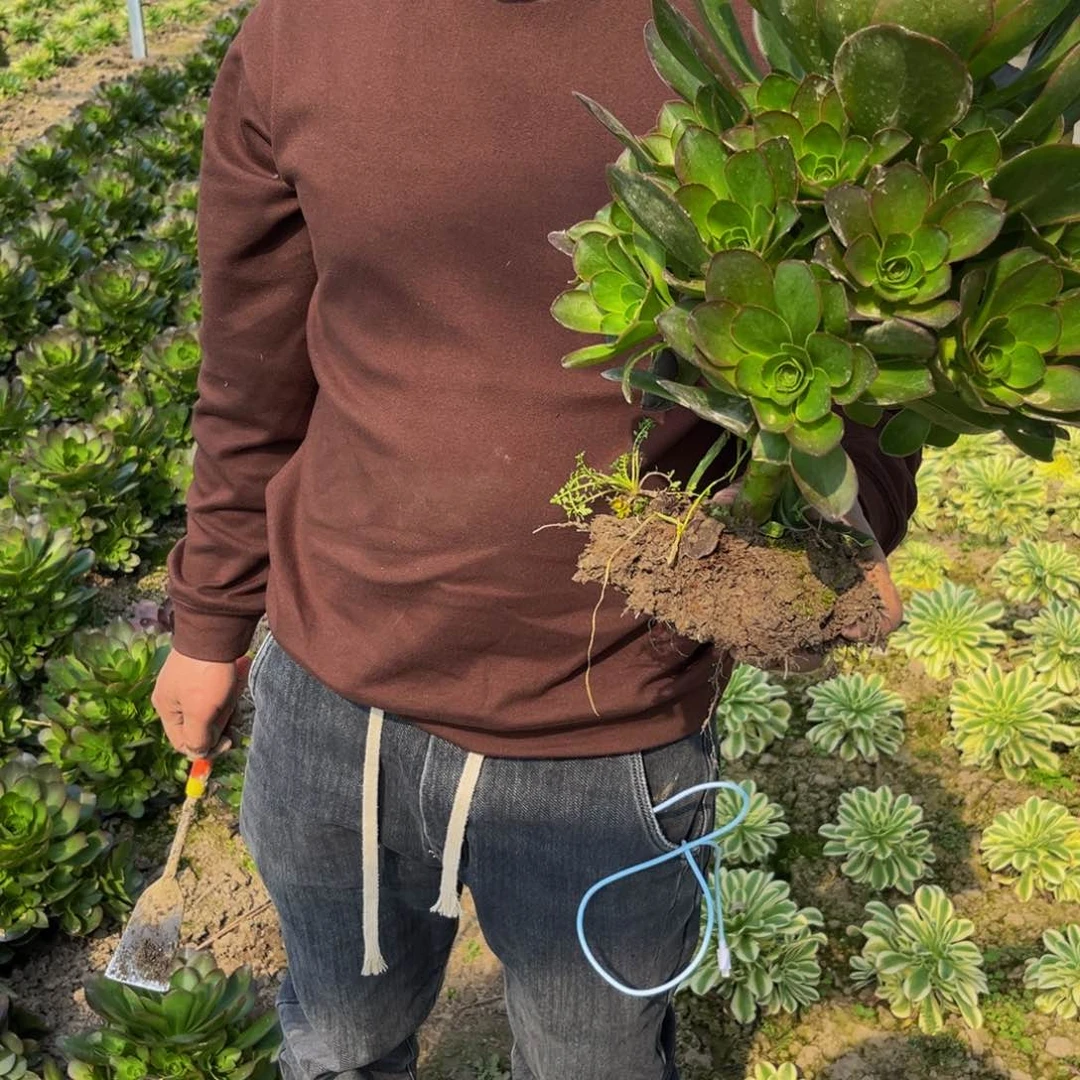 魅金多肉植物捧花的