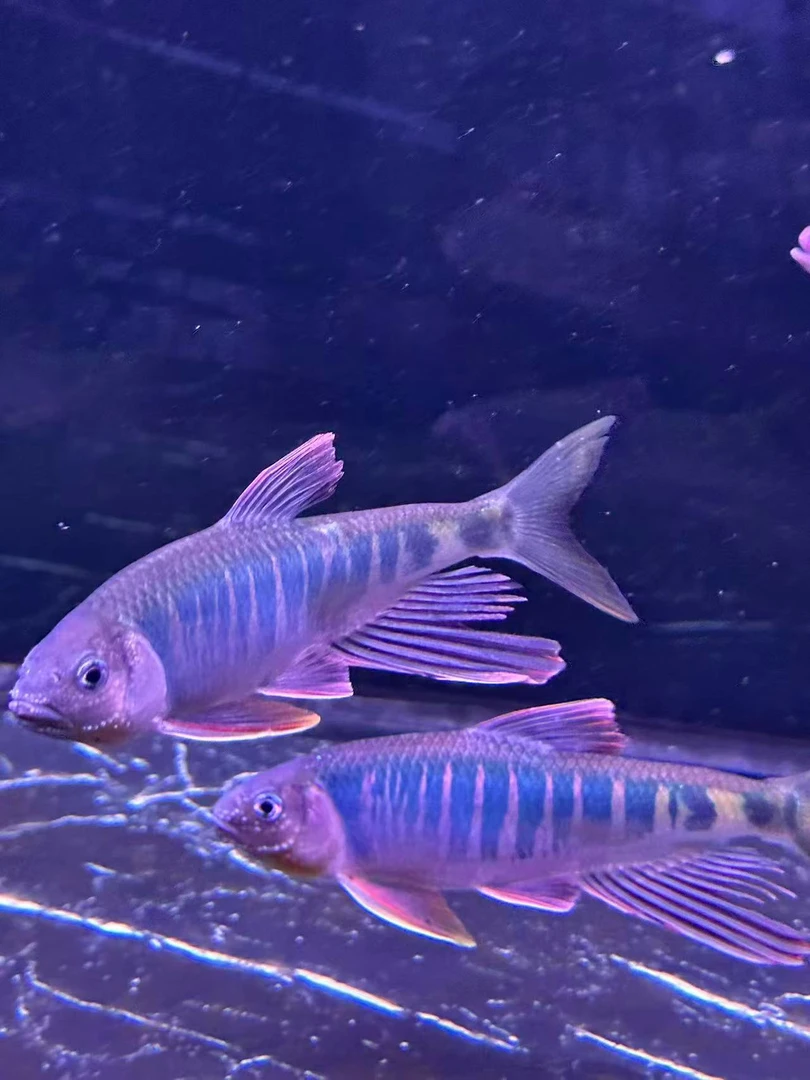 长鳍鱲原生态长鳍鱲溪流鱼原生鱼土生土长冷水鱼