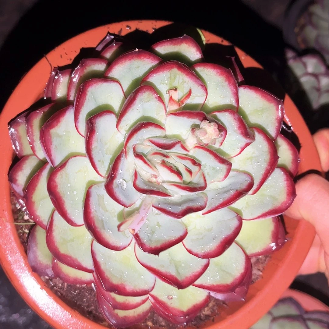 肉酱玫瑰9.99多肉植物