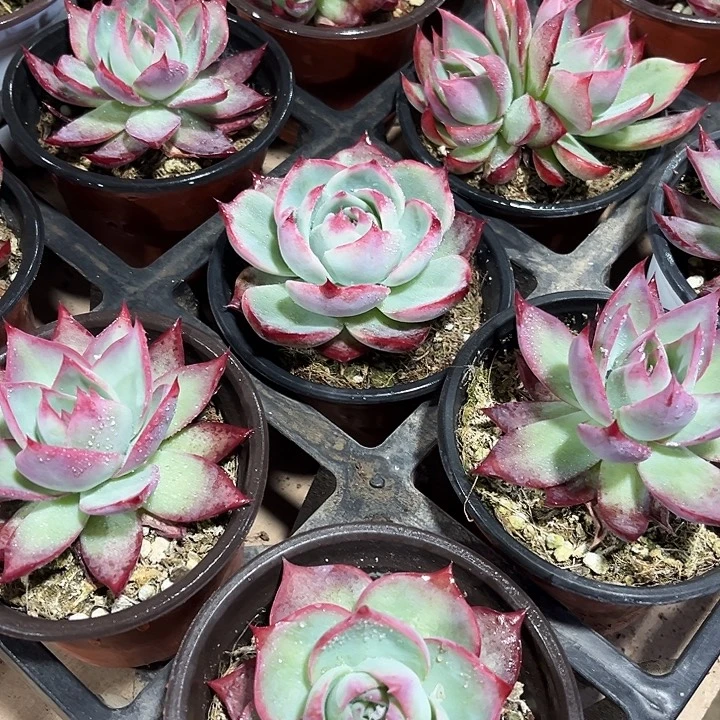 2棵大惊鸿仙子多肉植物