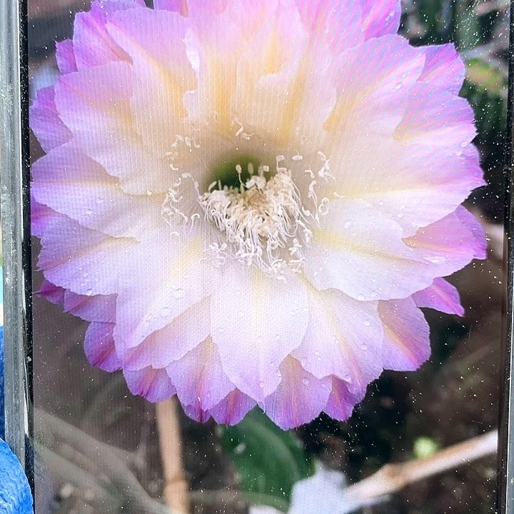 马丙自根6公分以上带盆土