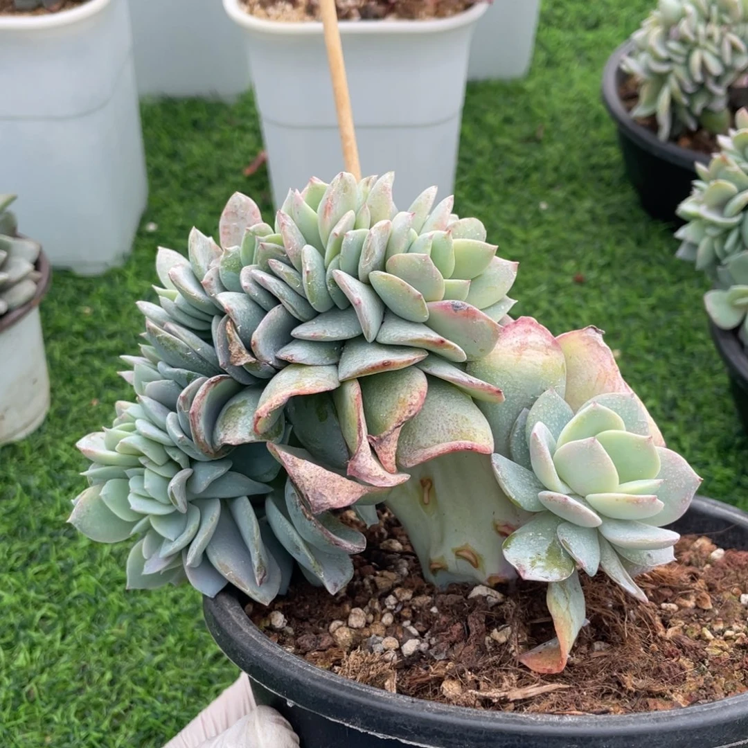 白凤缀化多肉植物