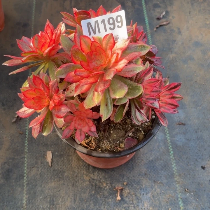 瑞妈，。。？？？？？？199黑膜锦，