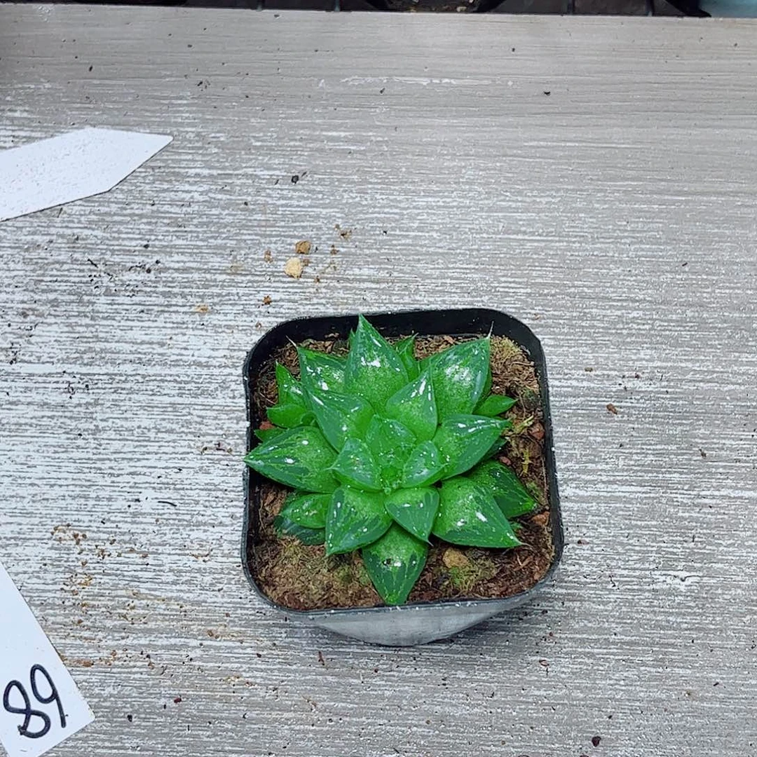 玉露寿一勿一拍多肉