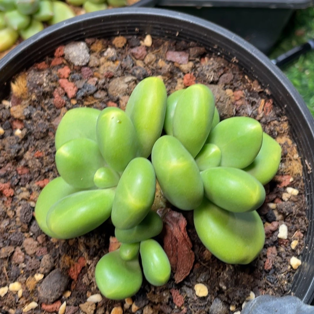 皎***亮芒果奶多肉植物123
